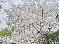 -西湖游船