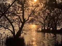 -宝安西湾红树林湿地公园