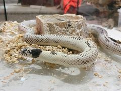 -华声天桥民俗文化园