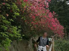 -木兰云雾山