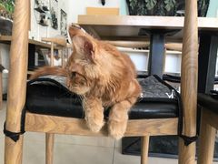 -平行世界·猫咖(首经贸店)