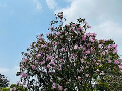 -梧桐山风景名胜区