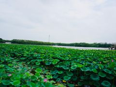 -大兴滨河森林公园