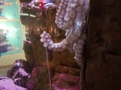-西雅图水族馆