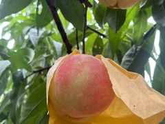 -老袁家蜜桃农场·阳山水蜜桃