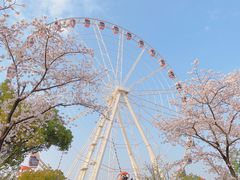 -顾村公园