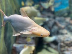 -上海海洋水族馆