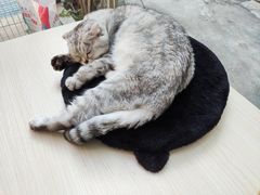 -猫咪派对(江南西店)