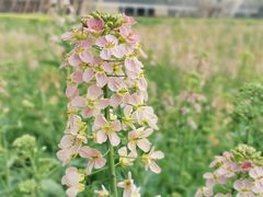 -中国天府农业博览园