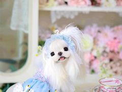 -萌宠之家·腊肠犬·马尔泰·小体犬舍