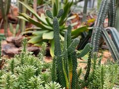 -华南国家植物园-售票处