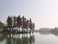 -贡湖湾湿地公园