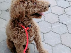 -天使宠物医院·犬猫分诊(彩虹店)