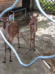 -萌宠亲子动物乐园(槐房万达店)