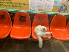-猫咪博物馆(顶澳仔猫街店)
