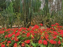 -深圳仙湖植物园