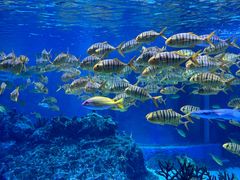 -海合安成都极地海洋公园