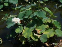 -荷塘月色湿地公园·向阳花洲