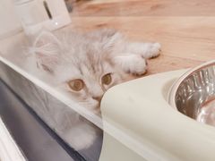-袖虎·猫馆(体育西路店)