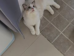 -lincat·猫舍(广州店)