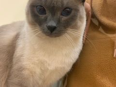 -滚猫咖啡·猫咖·猫友好撸猫(未来城店)