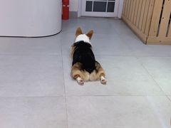 -Heymao猫咖.咖啡厅(东门店)