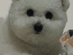 -多乐狗狗宠物训练工作室
