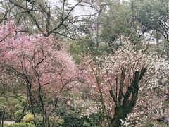 -南山植物园