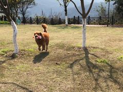 -铁山坪森林公园