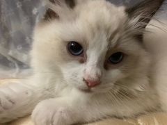 -lincat·猫舍(广州店)
