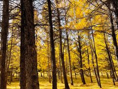 -塞罕坝国家级自然保护区