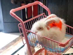 -猫色咖啡·猫咖