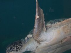 -广东惠东海龟国家级自然保护区