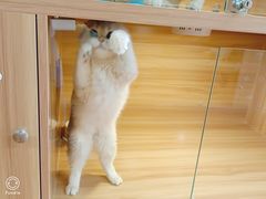 -猫十亿·布偶金渐层·曼基康矮脚猫舍(青年路店)