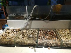 -银鲨海鲜烤肉火锅自助餐厅(五星店)