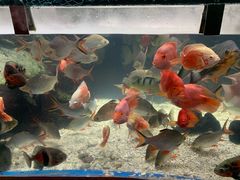 -太平洋海底世界