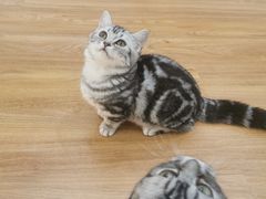 -COLOR PETS 撸猫馆·购猫·猫咖(长风大悦城店)