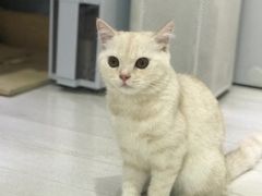 -喵的天空名猫咖啡馆·撸猫·猫舍·用品