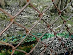 -金孔雀温泉旅游度假村