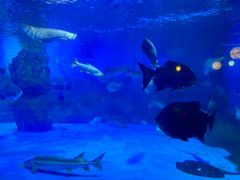 -烟台海昌鲸鲨海洋公园