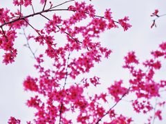 -合肥滨湖国家森林公园