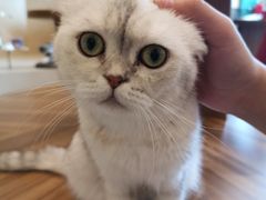 -飞行喵MR PILOT|猫舍·猫咖(静安大融城店)