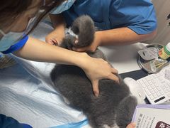 -A猫a狗全科·犬猫异宠·芥西宠物医院(南开总院)