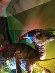 -恐龙探索乐园(磁器口店)