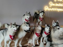 -Husky Go! 哈士奇体验馆·宠物咖啡厅狗咖