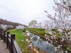 -羊山湖公园