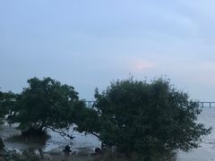 -宝安西湾红树林湿地公园