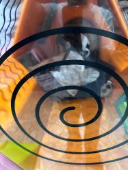 -卡通尼·Safari非洲探索乐园·生日会(金桥国际商业广场店)