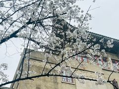 -武汉大学-樱园