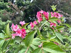 -铁山坪森林公园